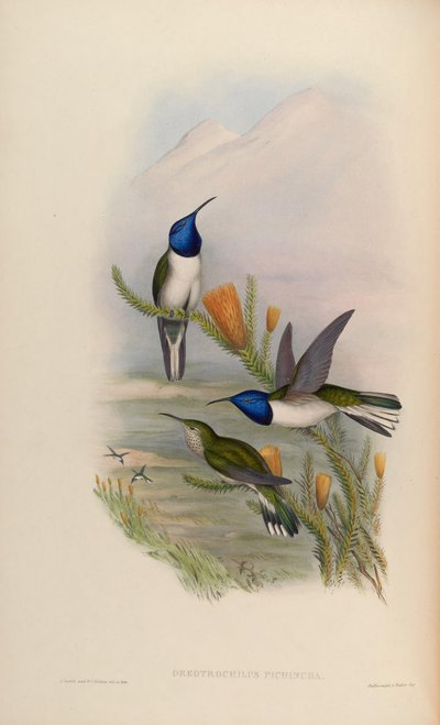 Oreotrochilus pichina = Oreotrochilus chimborazo jamesonii by John Gould